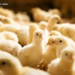 تحديث لحظي.. أسعار الكتاكيت اليوم تشهد تفاوتًا ملحوظًا بين الشركات والأسواق المصرية المختلفة