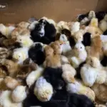 اسعار الكتاكيت اليوم