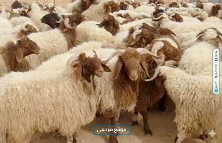 أمين الفتوى: إطعام الجار المسيحي من الأضحية من مستحبات الشرع