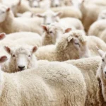 الإفتاء توضح حكم شراء الأضحية بالتقسيط شرعا