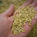 بورصة المضارب اليوم.. سعر الأرز الشعير الخميس 21 مايو 2026 للعريض والرفيع بالطن