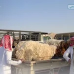 البيئة السعودية تؤكد وفرة الأضاحي وجاهزية أسواق مكة للحج