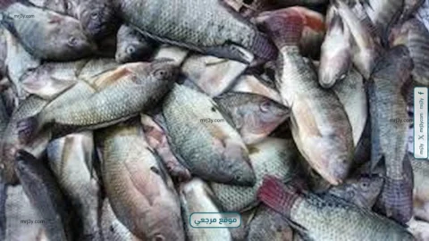 الثروة السمكية