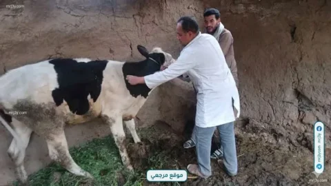 الجيزة