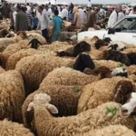 الجيزة تحظر نقل جلود الأضاحي دون تصريح رسمي