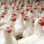 تراجع أسعار الدواجن 10% مع ضعف الطلب قبل عيد الأضحى