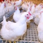 نفي رسمي لاستخدام هرمونات في الدواجن