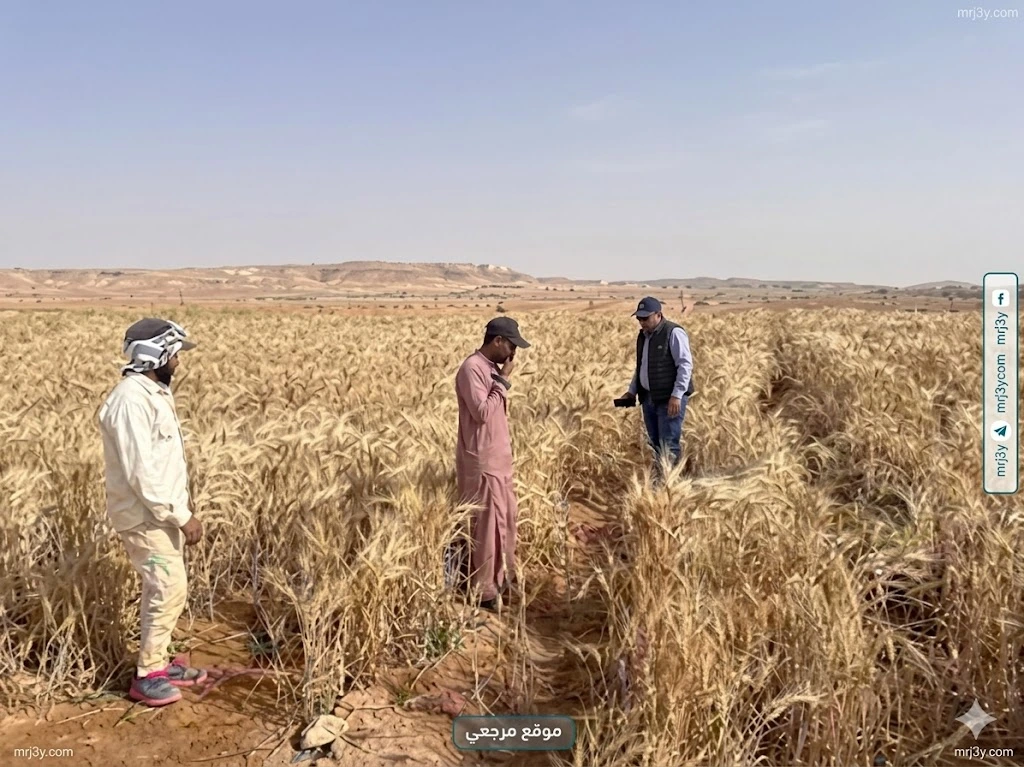 الزراعة