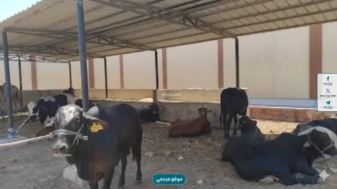 الزراعة تطرح الأضاحي بأسعار مخفضة قبل العيد