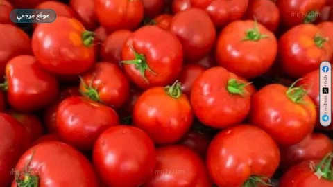 الطماطم
