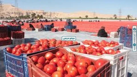الطماطم