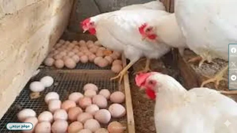 الفراخ البيضاء