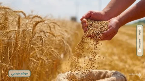 القمح المحلي