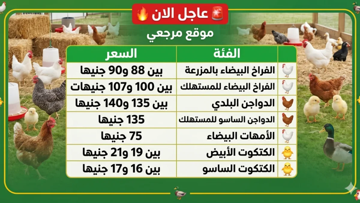 الكيلو بكام؟.. أسعار الفراخ اليوم تستقر قرب 90 جنيها بالمزارع والأسواق المصرية 1 الكيلو بكام؟.. أسعار الفراخ اليوم تستقر قرب 90 جنيها بالمزارع والأسواق المصرية