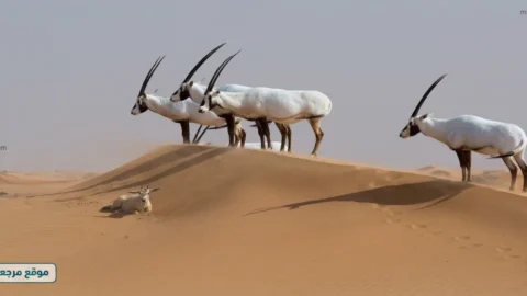 المها العربي