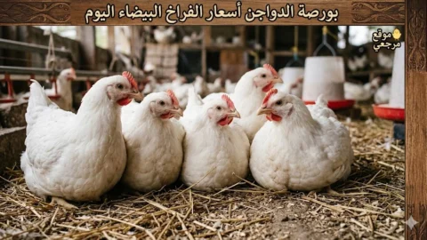 بورصة الدواجن أسعار الفراخ