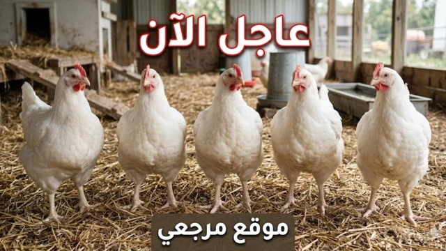 بورصة الدواجن استقرار سعر الفراخ البيضاء اليوم السبت 2-5-2026 بعد زيادة 5 جنيهات بالمزارع