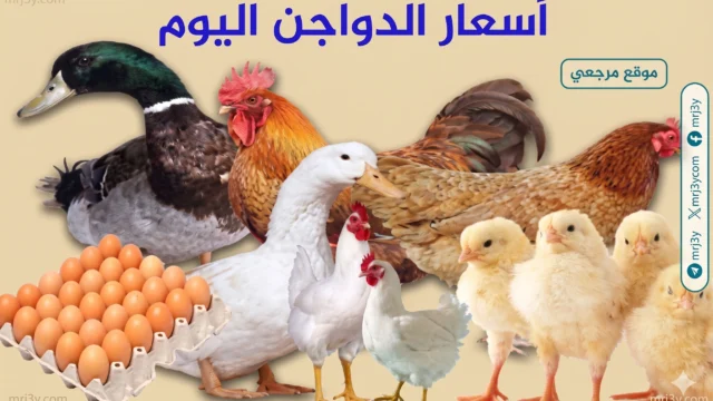 أسعار الدواجن اليوم