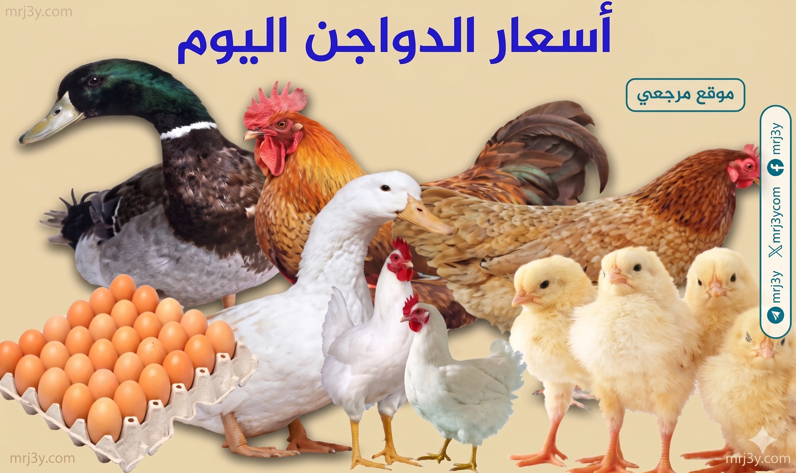 أسعار الدواجن اليوم