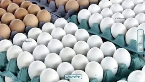 بيض المائدة