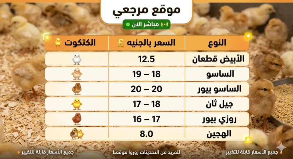 تحديث الآن.. أسعار الكتاكيت اليوم الثلاثاء في بورصة الدواجن بين تحركات المزارع وتفاوت الشركات