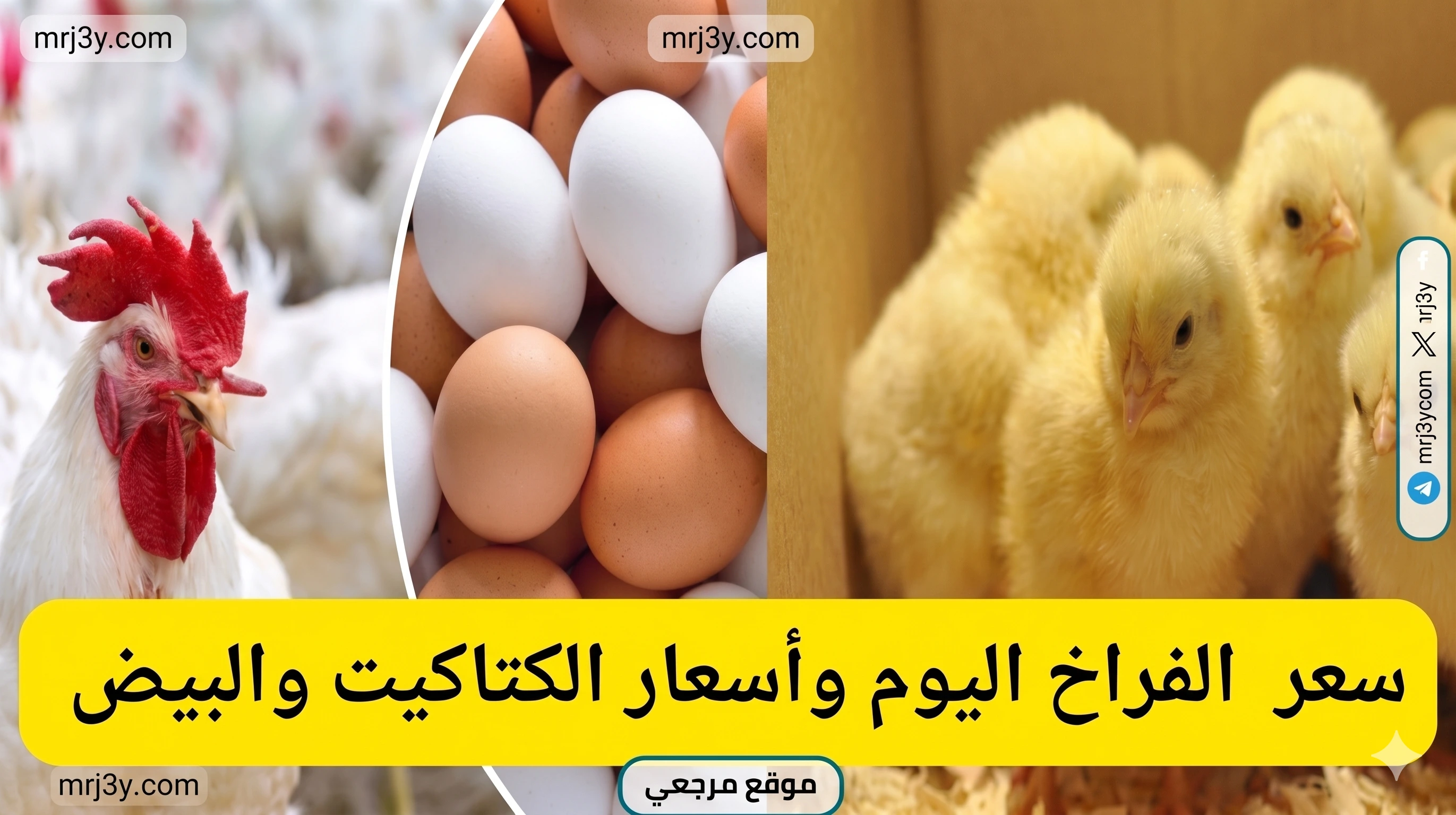 أسعار الدواجن اليوم