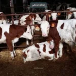 طلب لتصدير 7 آلاف عجل الى الأردن قيد الدراسة بالزراعة