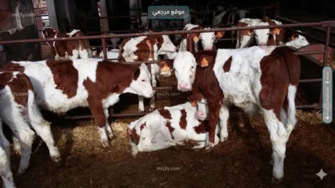 تصدير العجول