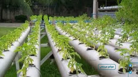 جامعة الأزهر