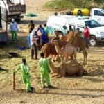 حملة مكثفة تضبط بيع حليب الإبل العشوائي بمكة على الطرق