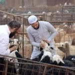 الإفتاء تجيز شراء صكوك الهدي للمعتمرين