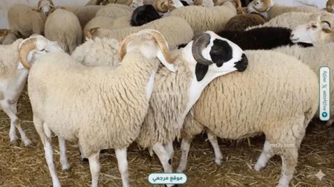 دار الإفتاء توضح أفضل طرق تقسيم الأضحية في عيد الأضحى