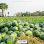 الزراعة تكشف تفاصيل تفقد زراعات البطيخ في بلطيم