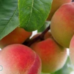 القصيم توسع زراعة الخوخ وسط وفرة الإنتاج وجودة الثمار