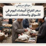 «بورصة الدواجن».. سعر الفراخ البيضاء اليوم في الأسواق والمحلات للمستهلك