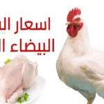 بكام الكيلو؟.. سعر الفراخ اليوم الثلاثاء يكشف تباينًا ملحوظًا بين المزارع والأسواق للمستهلك