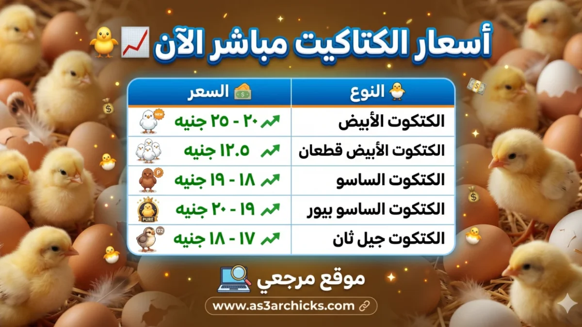 سعر الكتكوت الأبيض اليوم