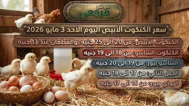 بورصة الدواجن أسعار الكتاكيت اليوم الأحد 3 مايو 2026 يقود حركة بين الارتفاع والاستقرار