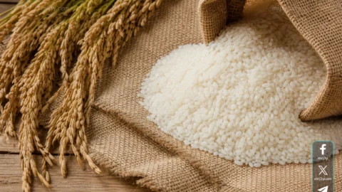 سعر طن الأرز الشعير اليوم