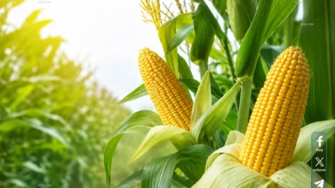 سعر طن الذرة الصفراء اليوم