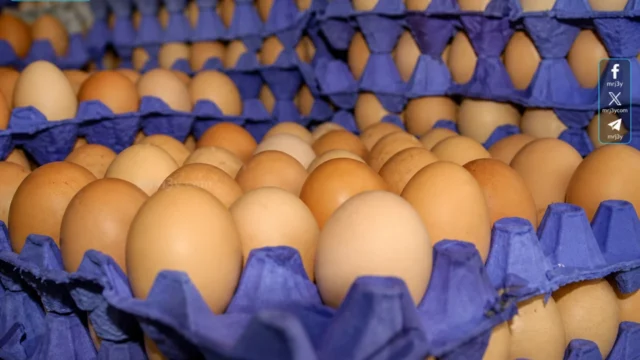 سعر كرتونة البيض اليوم