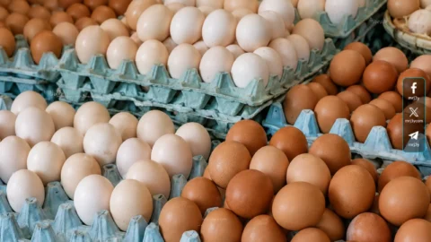 سعر كرتونة البيض اليوم
