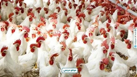 شعبة الدواجن تتوقع تراجع الأسعار 20% قبل عيد الأضحى