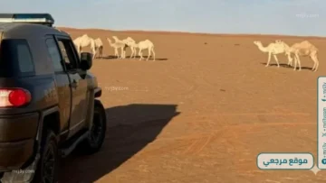 ضبط مخالف رعى 11 متن ابل