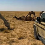 ضبط مواطن لرعي 11 متن إبل داخل محمية ملكية بالرياض