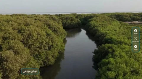 غابات المانجروف
