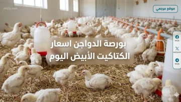 للمربين والتجار.. بورصة الدواجن اسعار الكتاكيت البيضاء اليوم (شركات وقطعان) بعد التحديث الأخير