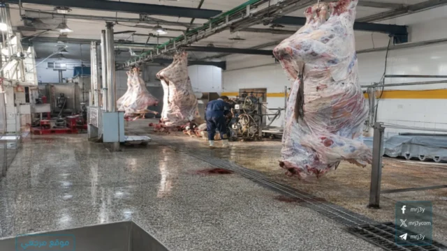 وزيرة التنمية تعلن تشغيل مجزر دراو الجديد في اسوان تجريبيا