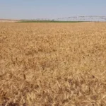 مستقبل مصر: مدينة صناعية لتحويل المحاصيل إلى منتجات مصدرة