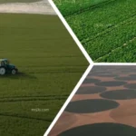 نقابة الزراعيين: الدلتا الجديدة تحول خريطة الزراعة في مصر